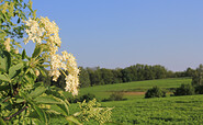 Blühender Holunder, Foto: Bansen-Wittig