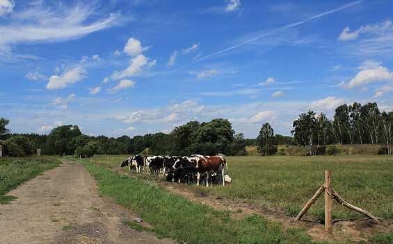 Naturpark-Rundwanderweg 12 zwischen Bad Belzig und Baitz
