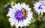 Flower field, Foto: Alex Schirmer