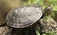 Sumpfschildkröte, Foto: A. Harsch, Lizenz: Tourismusverband Prignitz e.V.