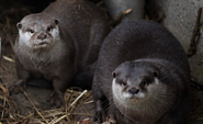 Zwergotter Odin und Olga, Foto: A. Harsch, Lizenz: Tourismusverband Prignitz e.V.