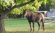 Pferd, Foto: Auszeit-Landleben Domizil, Lizenz: Auszeit-Landleben Domizil
