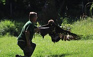 Adler- und Jagdfalkenhof zur Calauer Schweiz , Foto: Adler- und Jagdfalkenhof zur Calauer Schweiz, Lizenz: Adler- und Jagdfalkenhof zur Calauer Schweiz