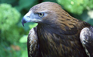 Steinadler vom Adler- und Jagdfalkenhof, Foto: Stadt Calau / Jan Hornhauer, Lizenz: Stadt Calau / Jan Hornhauer