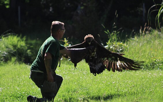 Adler- und Jagdfalkenhof zur Calauer Schweiz, Foto: Adler- und Jagdfalkenhof zur Calauer Schweiz, Lizenz: Adler- und Jagdfalkenhof zur Calauer Schweiz