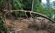Durch die Natur geschaffene Kunst am Stechlinsee, Foto: Jörg Bartz, Lizenz: Tourismusverband Ruppiner Seenland e.V.
