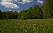 Blühende Kuckuckslichtnelke, Foto: Bansen-Wittig