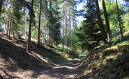 Abwechslungsreicher Mischwald am TK 5, Foto: Bansen-Wittig