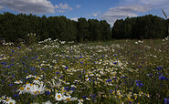 Blühfelder am Wegesrand, Foto: Bansen-Wittig