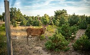 Schönower Heide, Foto: Michél Schmidt, Lizenz: BeSt Bernauer Stadtmarketing GmbH
