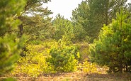Schönower Heide, Foto: Michél Schmidt, Lizenz: BeSt Bernauer Stadtmarketing GmbH