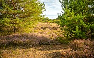Schönower Heide, Foto: Michél Schmidt, Lizenz: BeSt Bernauer Stadtmarketing GmbH