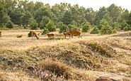 Schönower Heide, Foto: Michél Schmidt, Lizenz: BeSt Bernauer Stadtmarketing GmbH