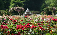Ostdeutscher Rosengarten in Forst (Lausitz), Foto: Yorck Maecke, Lizenz: TMB Tourismus-Marketing Brandenburg GmbH