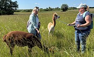 Alpakawanderung, Foto: J. Henschel, Lizenz: Tourismusverein Angermünde e. V.