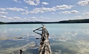 Baumstamm ragt in den Stechlinsee, Foto: Itta Olaj, Lizenz: Tourismusverband Ruppiner Seenland e. V.
