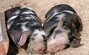 Schweine, Foto: Hof Grüneberg, Lizenz: Hof Grüneberg