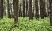 Kiefernwald, Foto: Naturpark Niederlausitzer Heidelandschaft, Lizenz: Naturpark Niederlausitzer Heidelandschaft