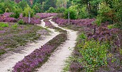 Weg durchs Wildnisgebiet, Foto: Dr. Tilo Geisel, Lizenz: Dr. Tilo Geisel
