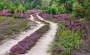 Weg durchs Wildnisgebiet, Foto: Dr. Tilo Geisel, Lizenz: Dr. Tilo Geisel