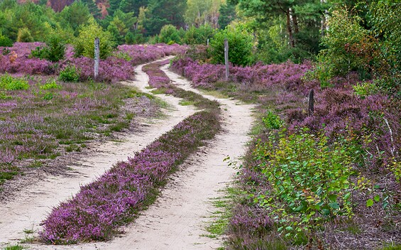 Trail through the wilderness area, Foto: Dr. Tilo Geisel, Lizenz: Dr. Tilo Geisel