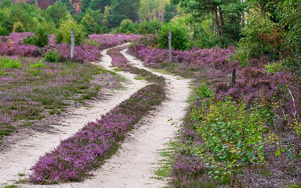 Trail through the wilderness area, Foto: Dr. Tilo Geisel, Lizenz: Dr. Tilo Geisel