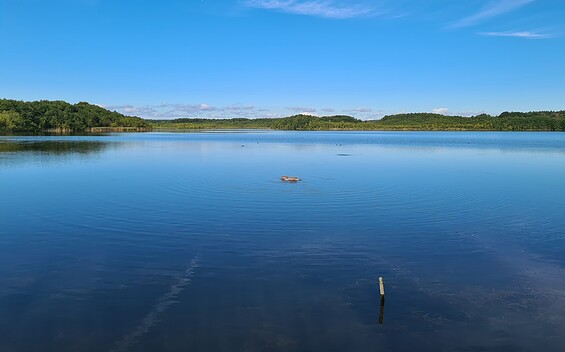 Rundweg Riebener See