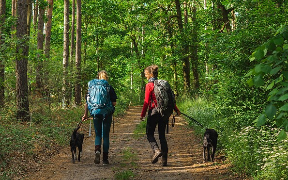 Hike in the forest, Foto: Marie Konrad, Lizenz: Marie Konrad