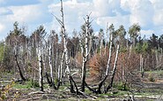 Birken auf einer Brandfläche, Foto: Axel Steffen, Lizenz: Axel Steffen
