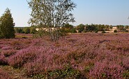 Beesenheide im Wildnisgebiet, Foto: Dr. Rainer Zelinski, Lizenz: Dr. Rainer Zelinski