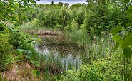 Teich im Wildnisgebiet, Foto: Dr. Tilo Geisel, Lizenz: Dr. Tilo Geisel