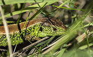 Zauneidechse, Foto: Anton Lehnig