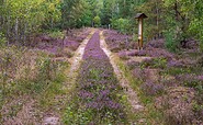 Path into the heath, Foto: Dr. Tilo Geisel