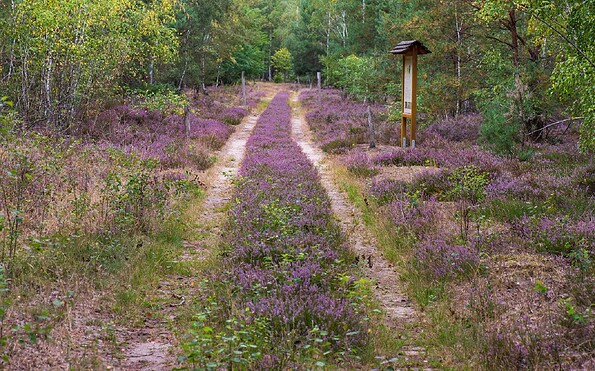 Path into the heath, Foto: Dr. Tilo Geisel