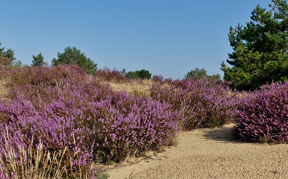 heathlands in the wilderness area, Foto: Elisa Kallenbach