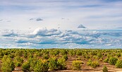 View of the wilderness area, Foto: Dr. Tilo Geisel
