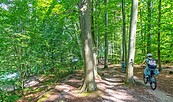 Rund um den Werbellinsee, Wildau Radweg, Foto: Torsten Stapel, Lizenz: Gemeinde Schorfheide