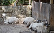 Tierpark Senftenberg , Foto: Kathrin Winkler, Lizenz: Tourismusverband Lausitzer Seenland e.V.