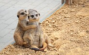 Tierpark Senftenberg - Meerkats, Foto: Kathrin Winkler, Lizenz: Tourismusverband Lausitzer Seenland e.V.