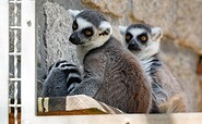 Tierpark Senftenberg, Foto: Kathrin Winkler, Lizenz: Tourismusverband Lausitzer Seenland e.V.