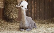 Tierpark Senftenberg, Foto: Kathrin Winkler , Lizenz: Tourismusverband Lausitzer Seenland e.V.