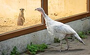 Tierpark Senftenberg, Foto: Kathrin Winkler, Lizenz: Tourismusverband Lausitzer Seenland e.V.