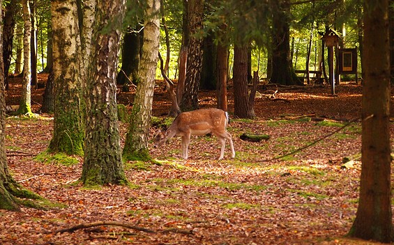 Reh, Foto: Judith Kerrmann, Lizenz: TV Ruppiner Seenland e.V.