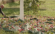 Apple harvest, Foto: UMBIO, Lizenz: UMBIO