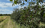 Obst und Pferdehof Neumann, Foto: Pietro Squaranti, Lizenz: Seenland Oder-Spree
