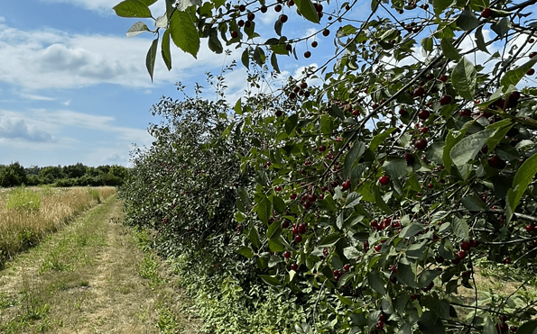 Obst und Pferdehof Neumann, Foto: Pietro Squaranti, Lizenz: Seenland Oder-Spree