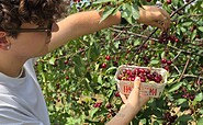 picking sour cherries , Foto: Dana Braun, Lizenz: Seenland Oder-Spree