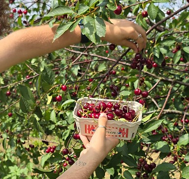 Obst und Pferdehof Neumann (fruit/pick your own)