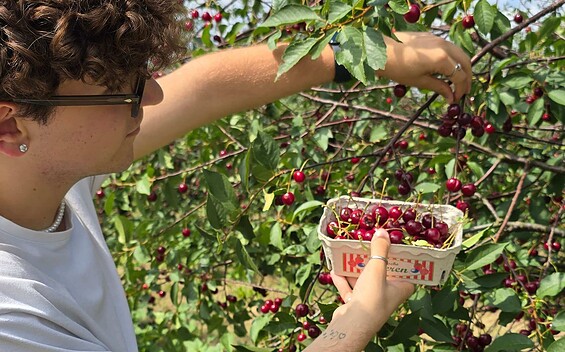picking sour cherries , Foto: Dana Braun, Lizenz: Seenland Oder-Spree