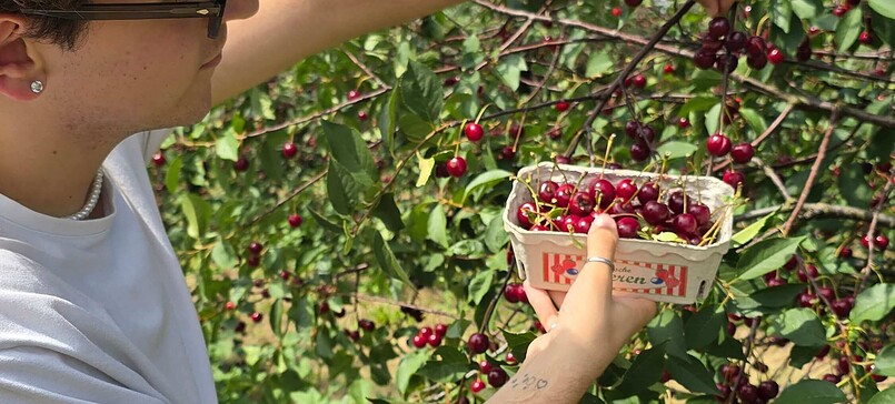 Obst und Pferdehof Neumann (fruit/pick your own)